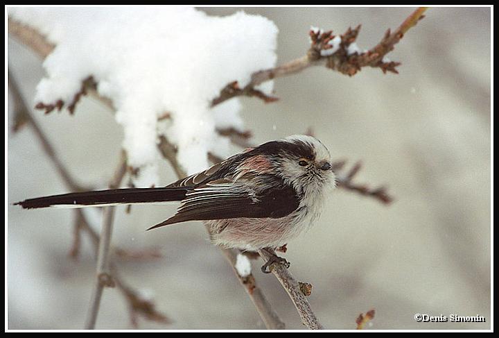 mésange à longue-queue