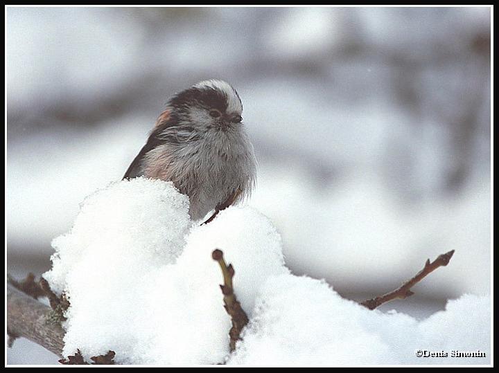 mésange à longue-queue