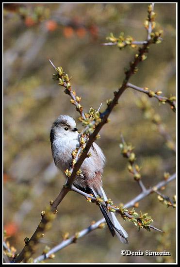 mésange à longue-queue