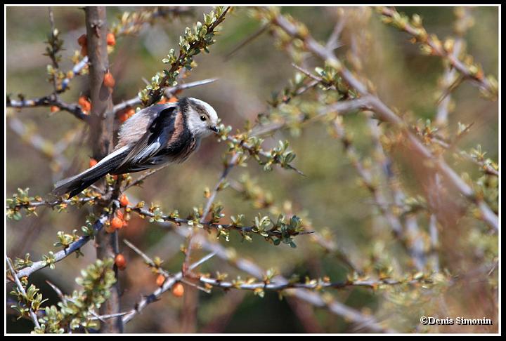 mésange à longue-queue