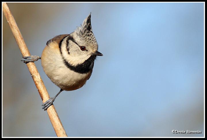 mésange huppée