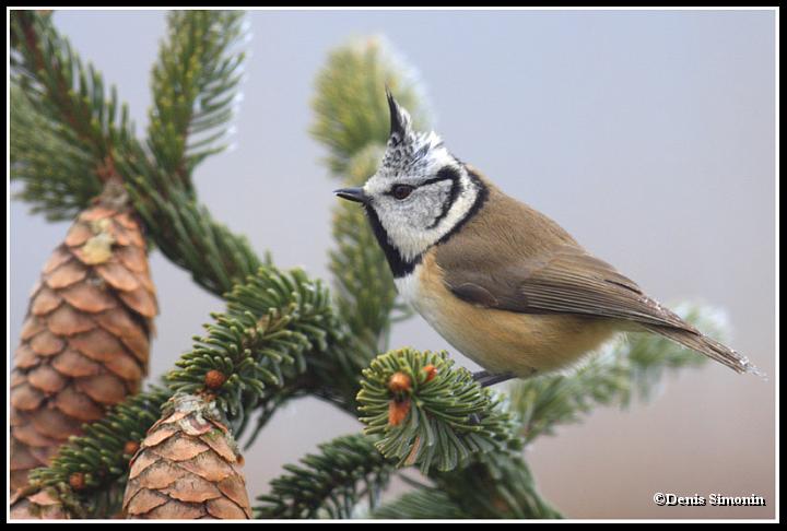 mésange huppée