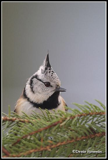 mésange huppée