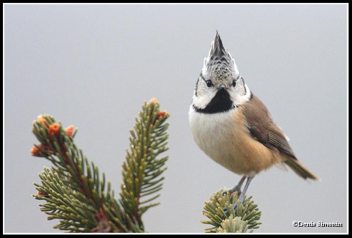mésange huppée