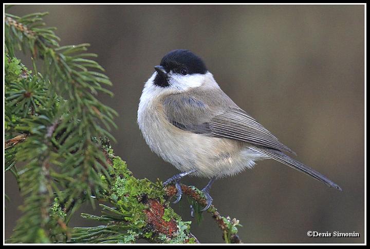 mésange nonette