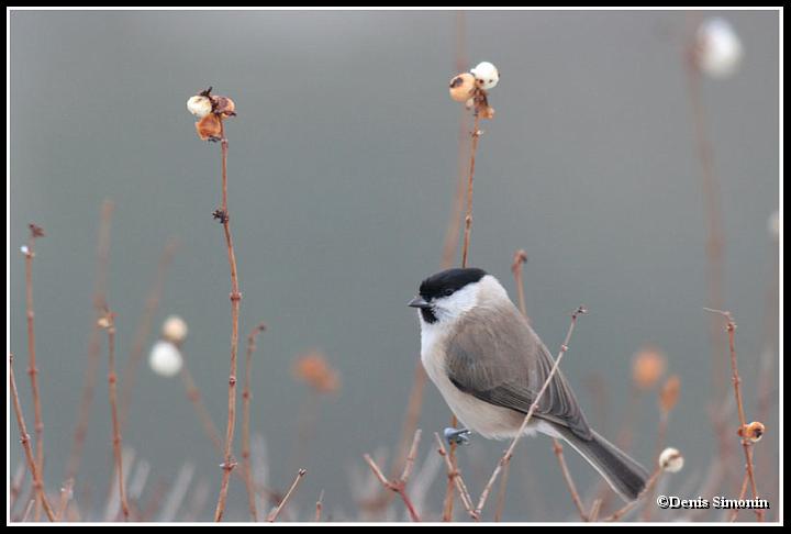 mésange nonette