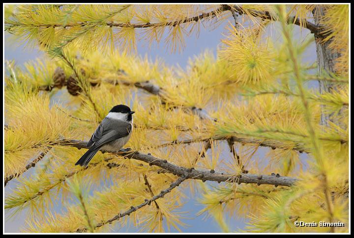 Mésange boréale dans un mélèze