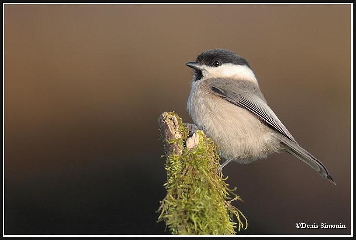 Mésange nonette