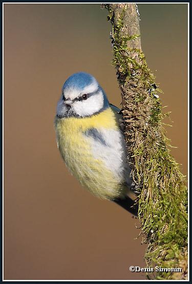 Mésange bleue