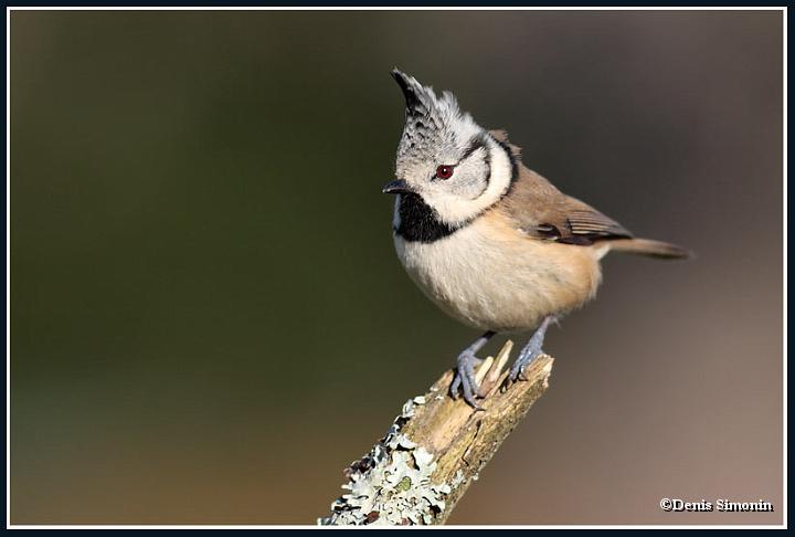 mésange huppée