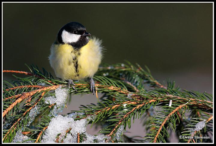 mésange charbonnière