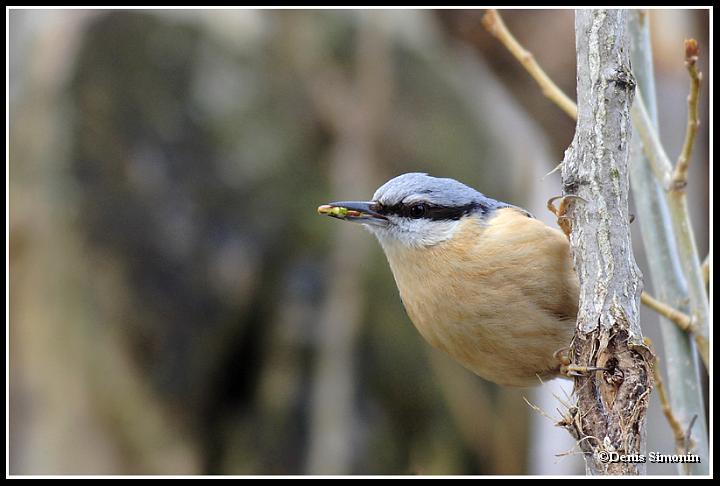Sitelle et bourgeon