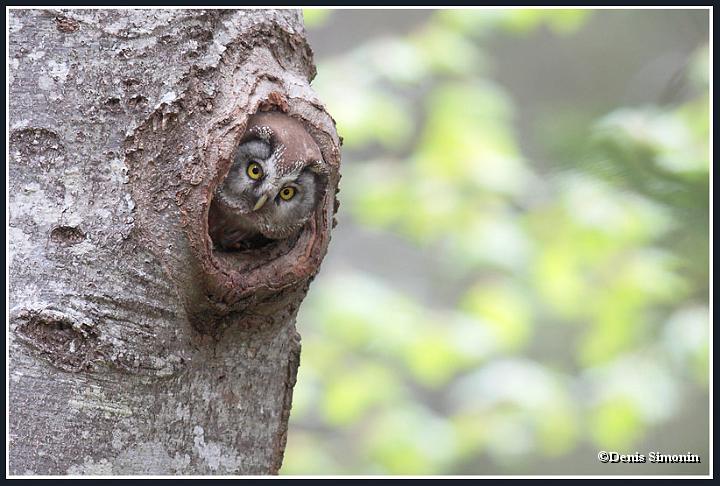 Chouette  de Tengmalm dans sa loge