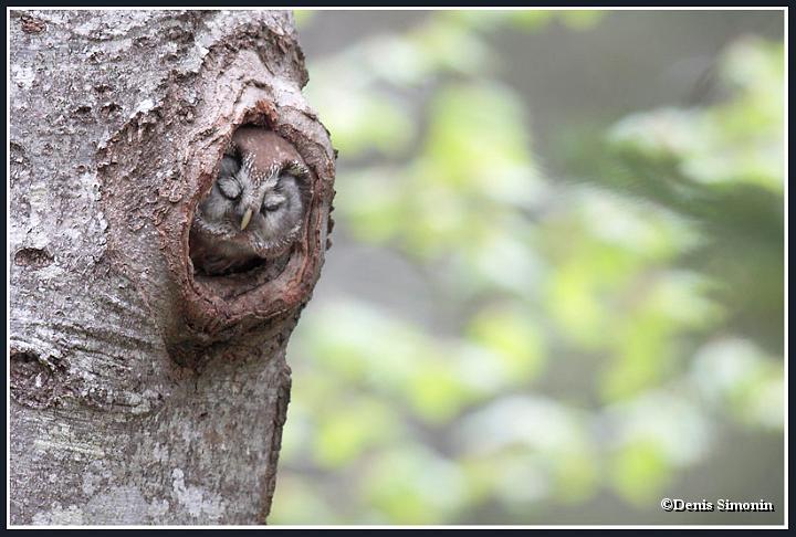 Chouette  de Tengmalm dans sa loge
