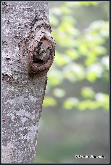Chouette  de Tengmalm dans sa loge