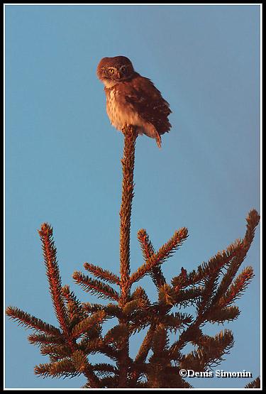 Chouette chevêchette