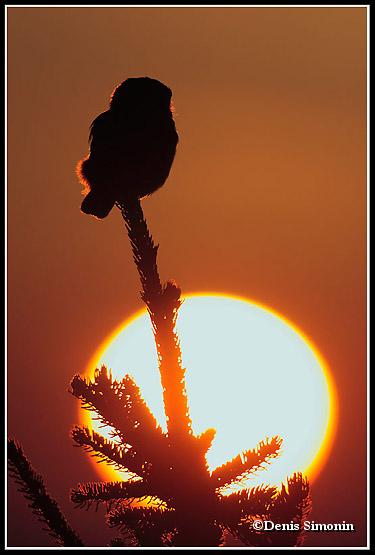 Chouette chevêchette