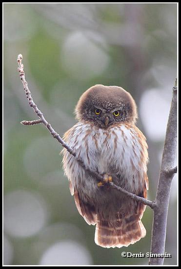 Chouette chevêchette