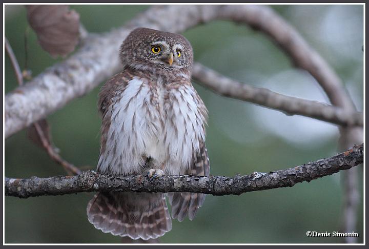 Chouette chevêchette