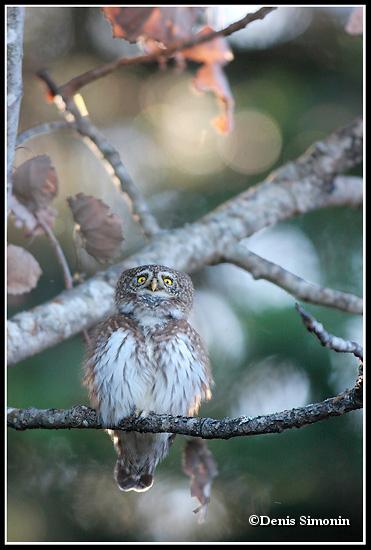 chant de Chouette chevêchette 