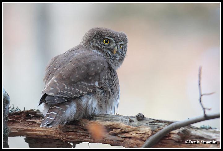 Chevêchette sur une branche de hêtre