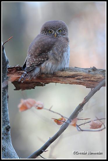 Chouette chevêchette