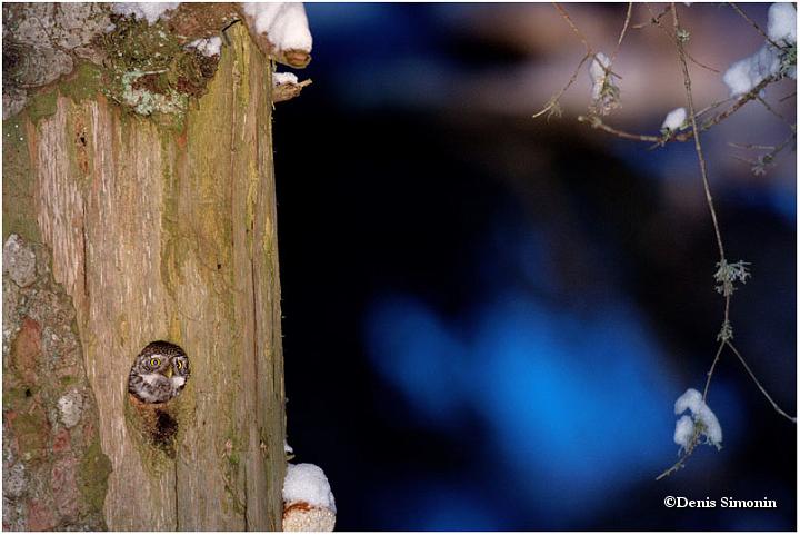 Chevêchette dans sa loge, hiver