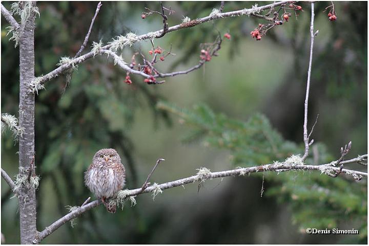 Chevêchette au printemps
