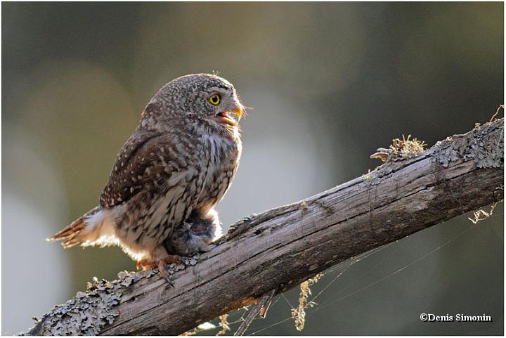 Chevêchette avec une proie