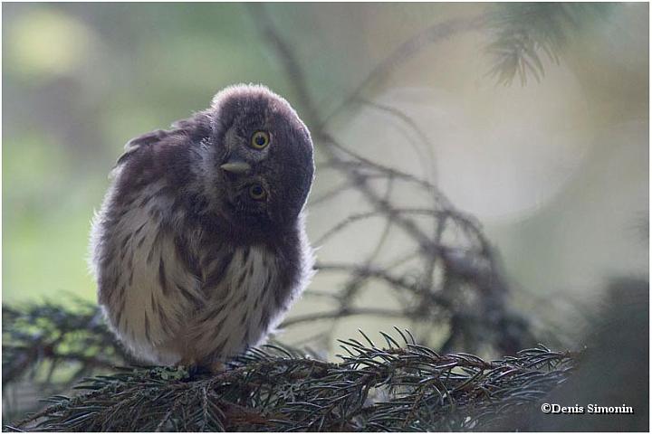Jeune chouette chevêchette tout juste sortie du nid