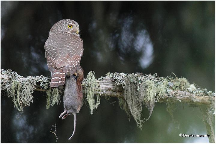 Chevêchette avec une proie