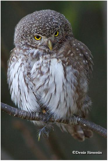 portrait de chevêchette 