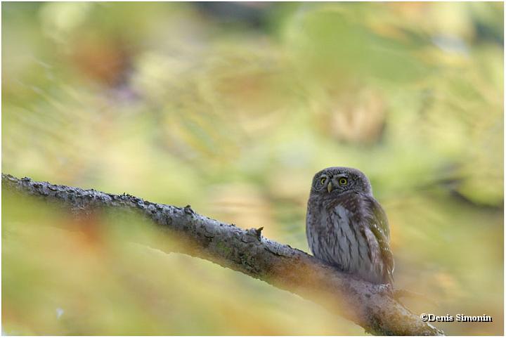 Chevêchette en automne