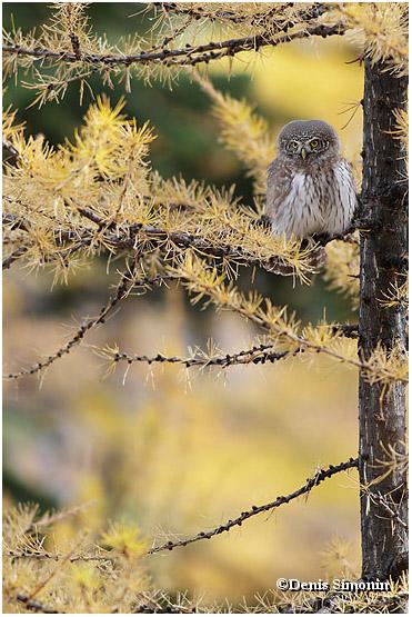 Chevêchette en automne dans les  mélèzes