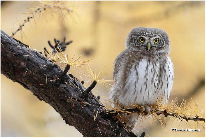 Chevêchette en automne dans les  mélèzes