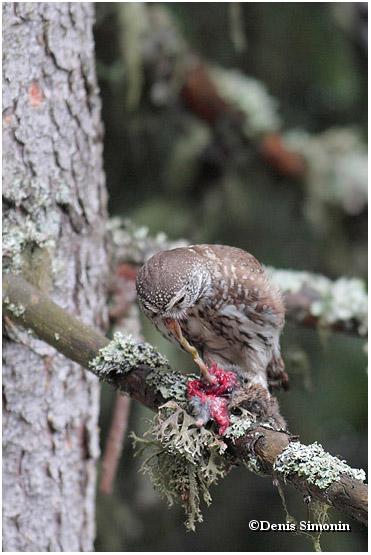 chevêchette prédation
