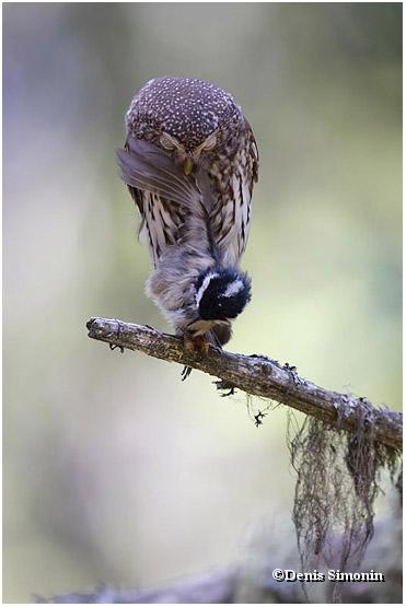 chevêchette prédation