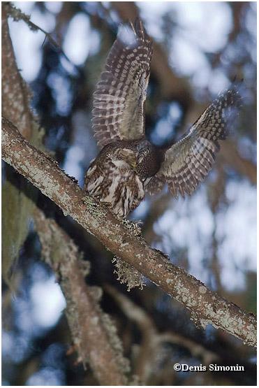 Accouplement chouettes chevêchettes