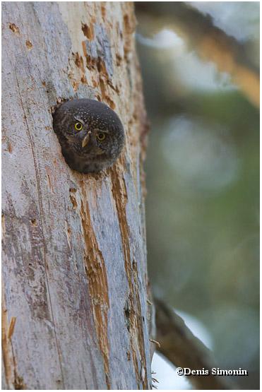 Chevêchette d'Europe à sa loge