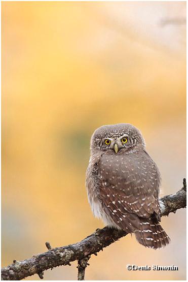 Chevêchette d'Europe sur fond de mélèzes