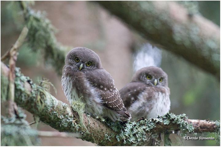Jeunes chevêchettes d'Europe