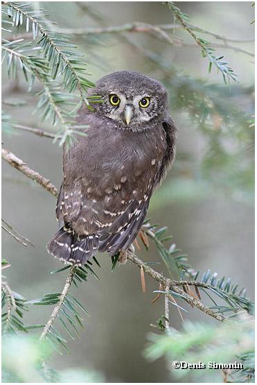 Jeune chevêchette d'Europe