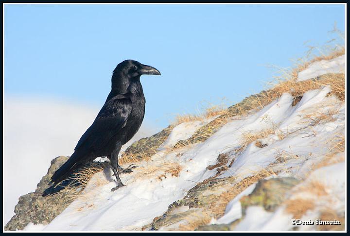 Grand corbeau 