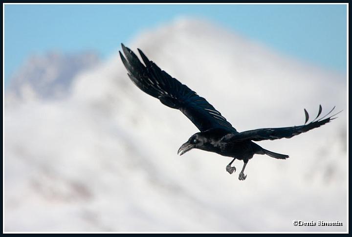 Grand corbeau en vol