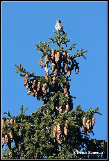 Chevêchette chantant au sommet d'un épicéa