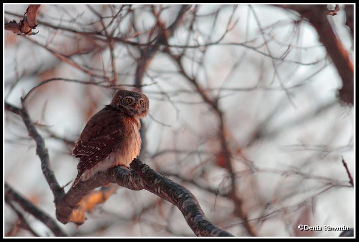Chouette chevêchette