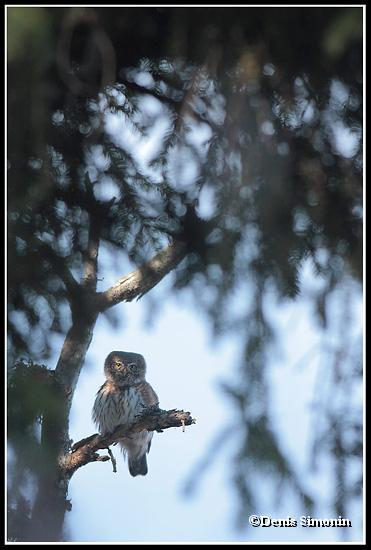 Chouette chevêchette dans un sapin