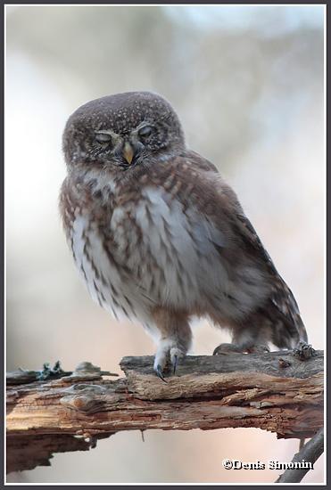 Chouette chevêchette en train de s'étirer