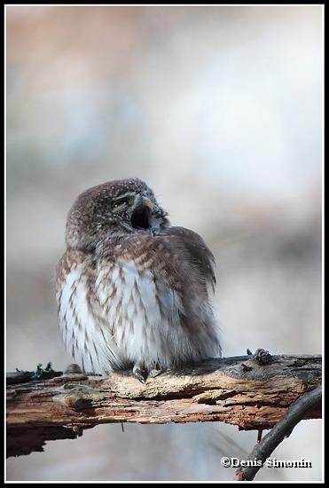 Chouette chevêchette en train de bailler