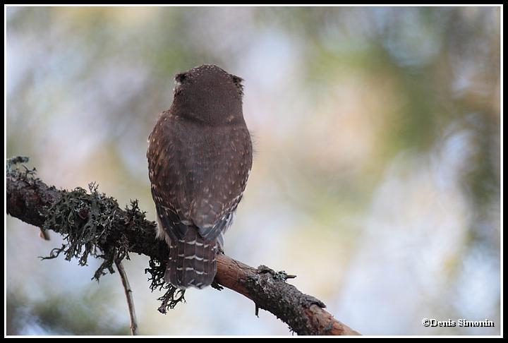 Chouette chevêchette de dos